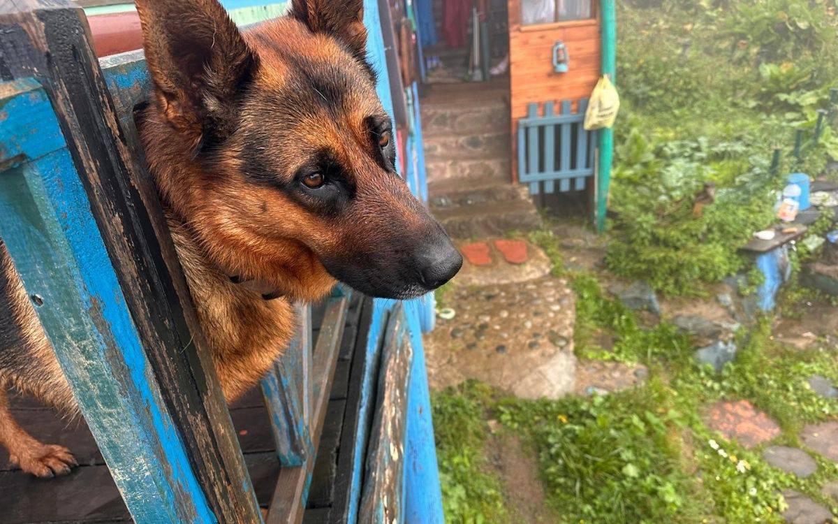 Gito, Koçira, Koçi