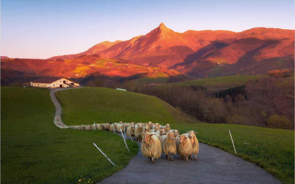Bask ülkesinde Transhumance ve kolektif hayat - I