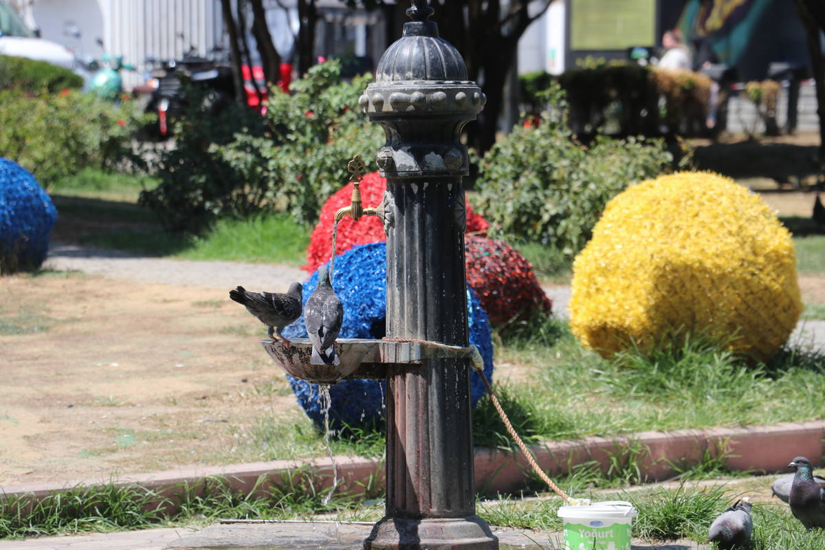 Kocaeli'de su içmeye çalışan güvercinler.