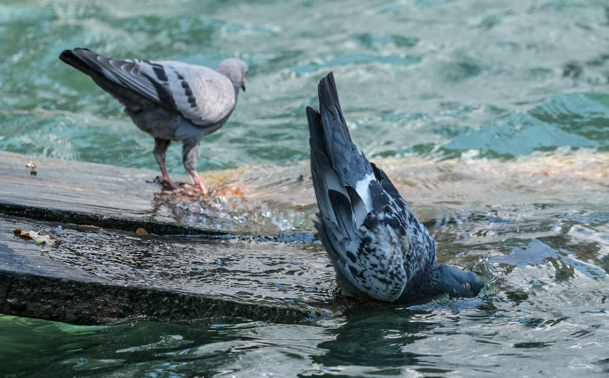 Pigeons bathe in Kuğulu Park, one of Ankara’s central landmarks