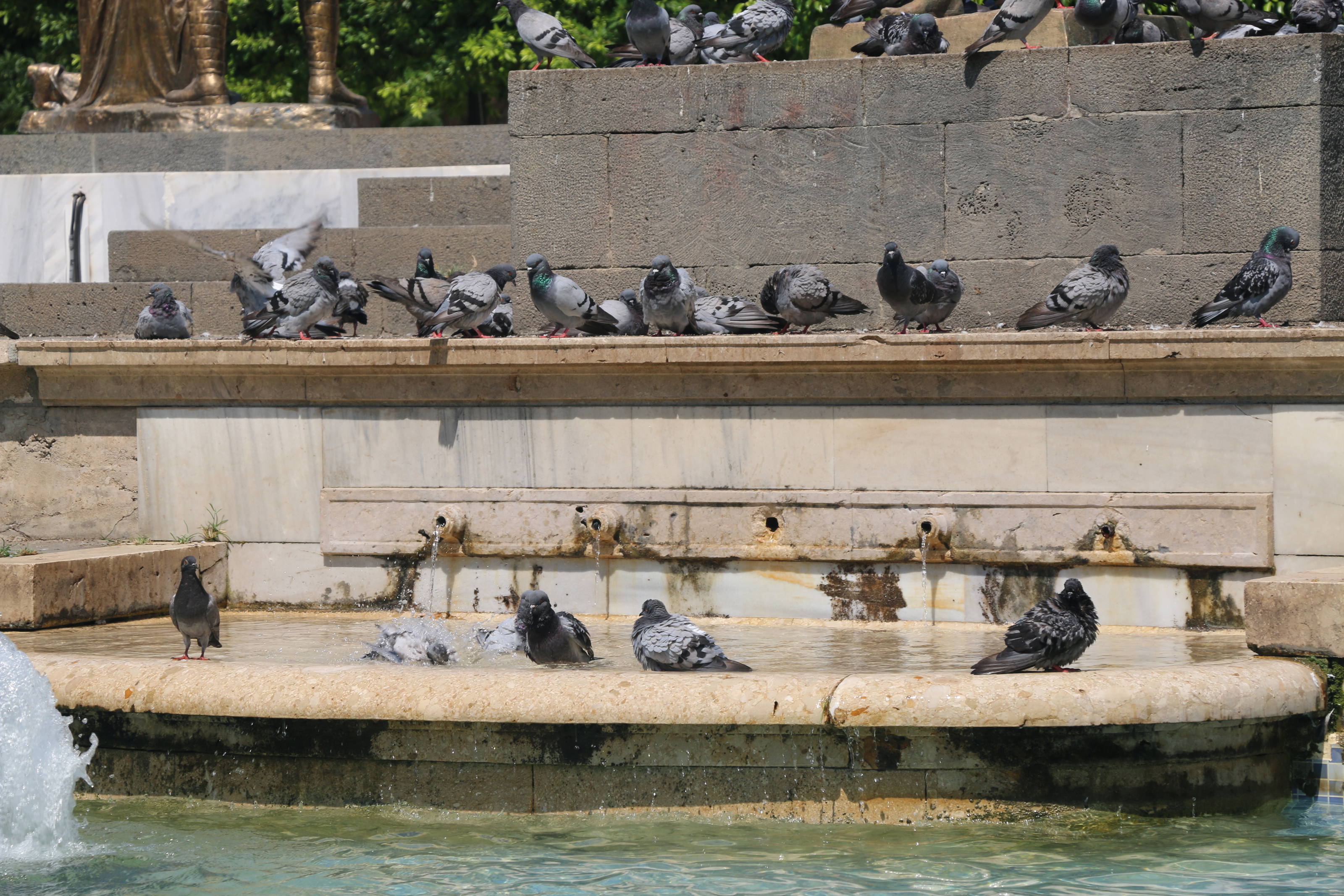 Pigeons cool off in a decorative fountain in Adana