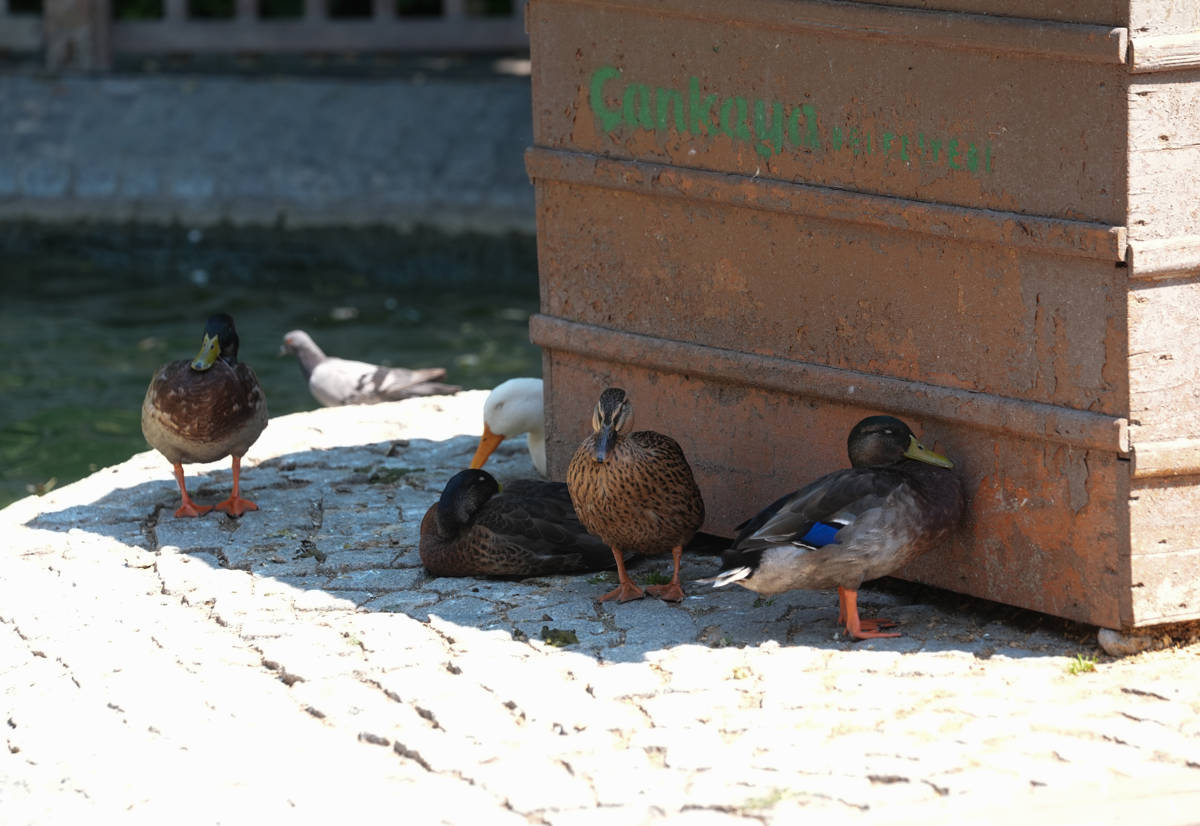 Ducks take shelter in the shade at Kuğulu Park