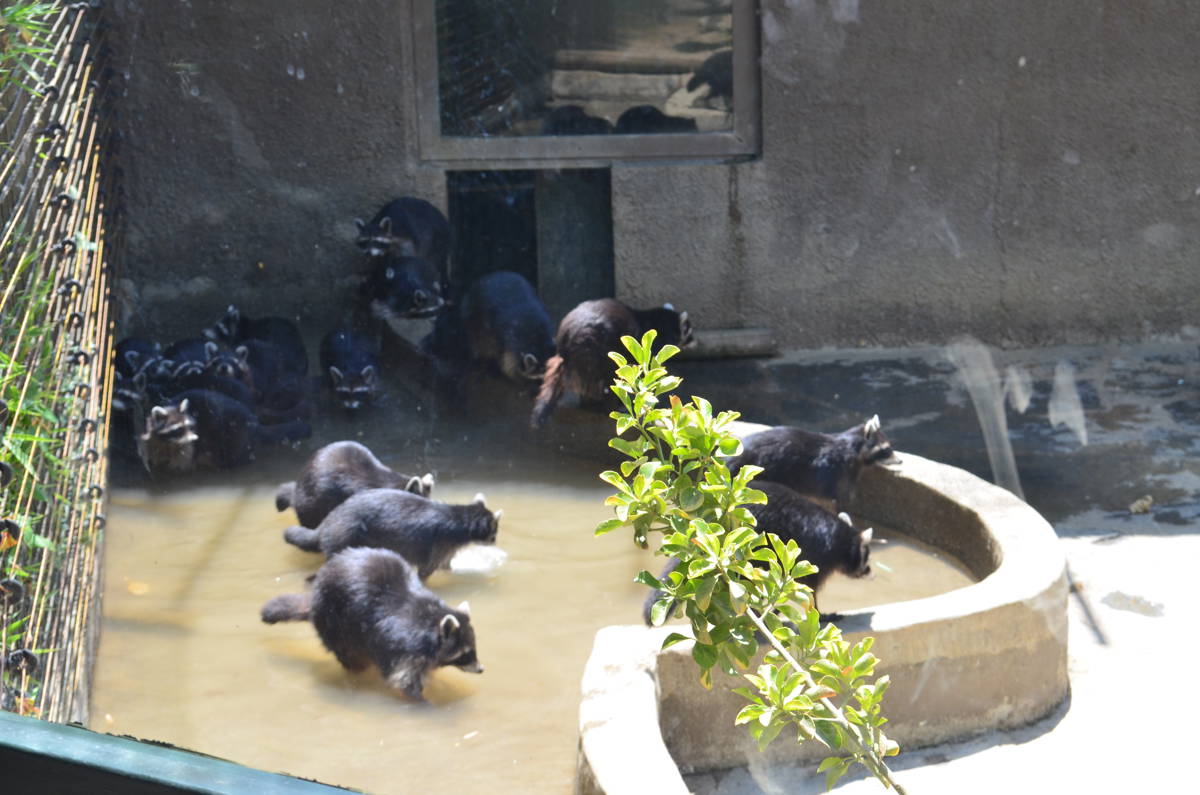 Captive raccoons at a zoo in Darıca, Kocaeli