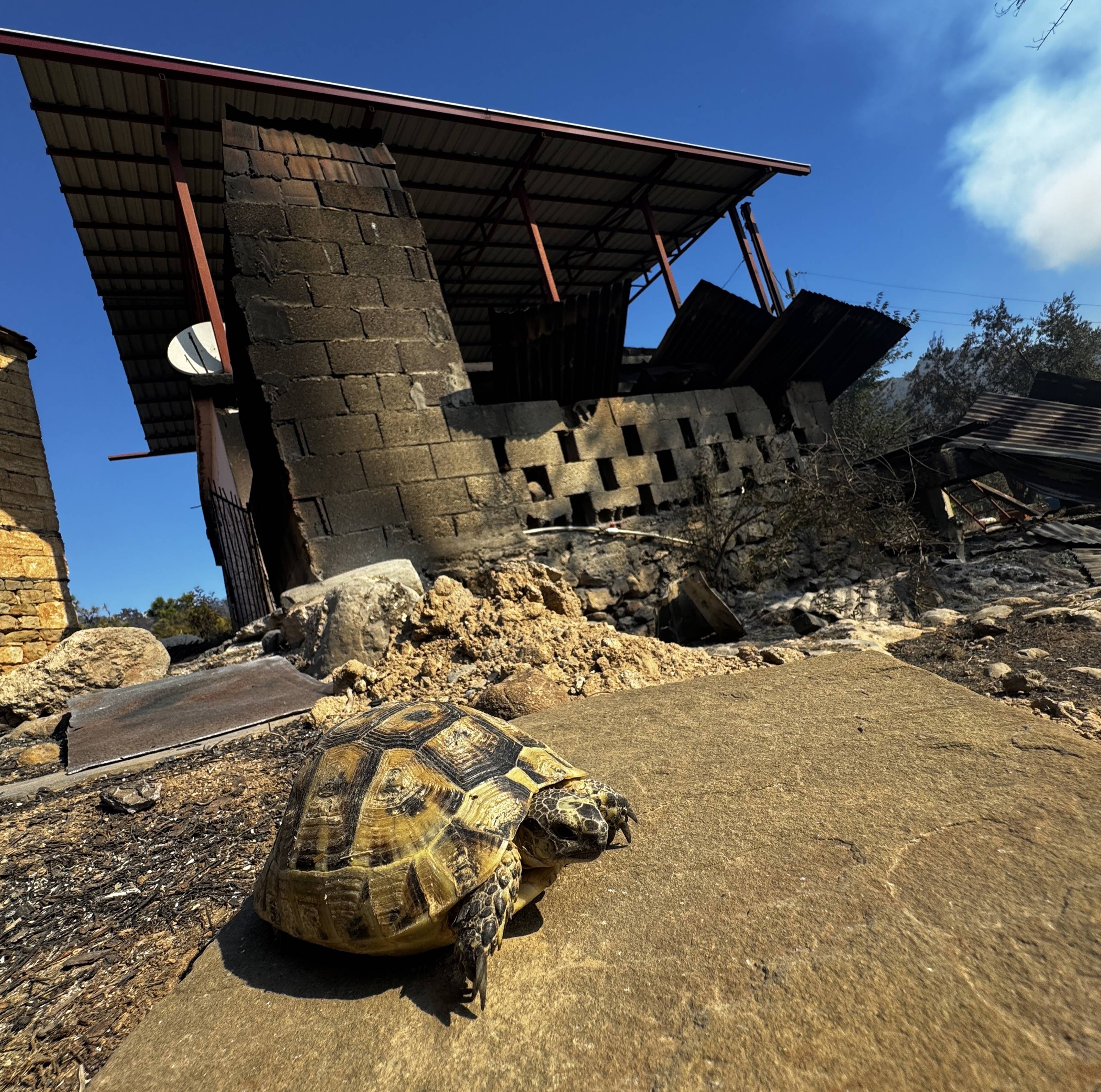 A turtle was left unscathed by the fire in Kozan