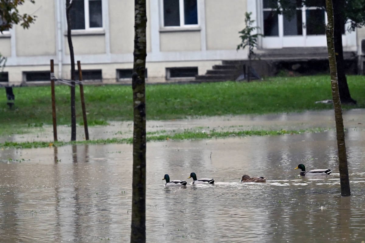 Ducks swimming on a street in Kağıthane, İstanbul