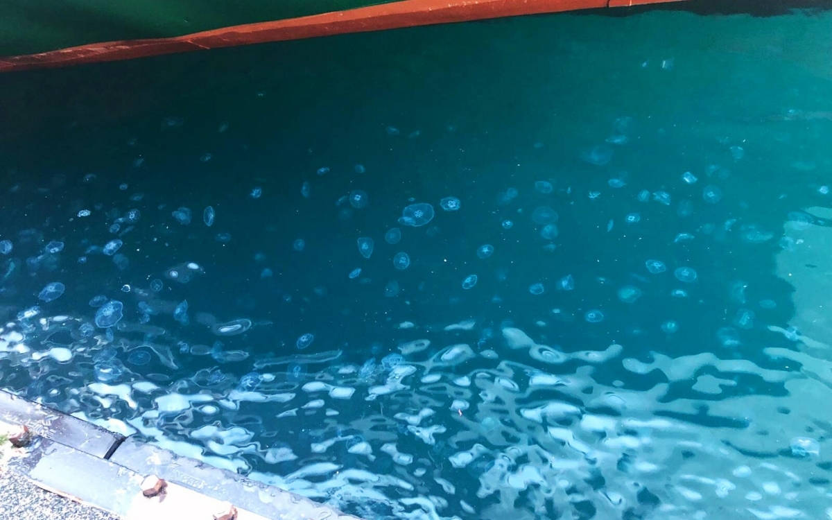 Marmara Denizi'ndeki denizanası popülasyonunda 'aşırı' artış
