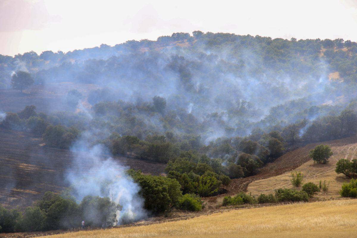 Manisa’daki yangında 50 hektarlık alan zarar gördü