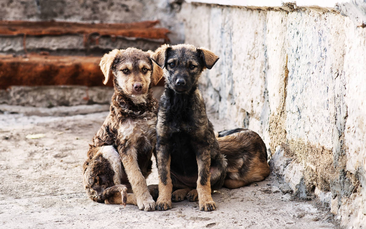 “Urfa’dan getirilen köpeklerde kuduz virüsüne rastlanmadı”