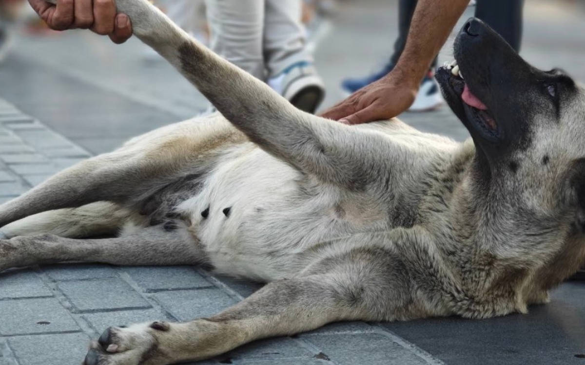 Bandista’dan sokaktaki köpeklerle dayanışma konseri