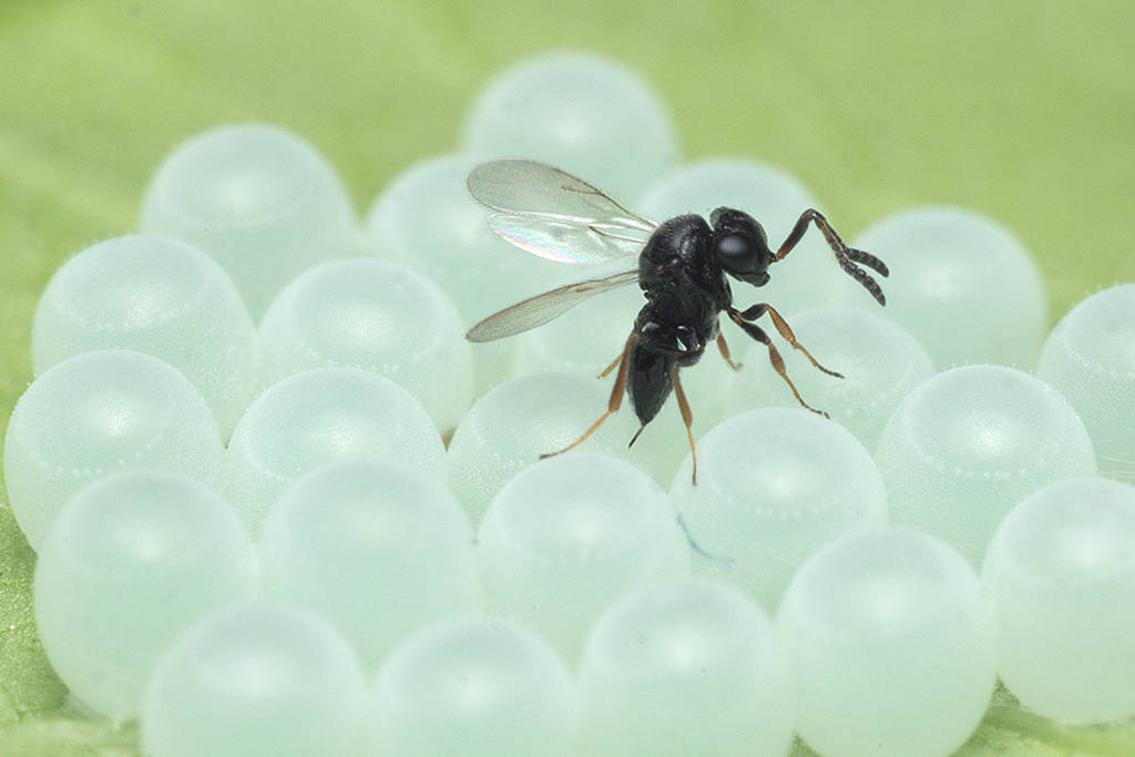 Samurai wasps prove effective in combating stink bugs in northeastern Turkey