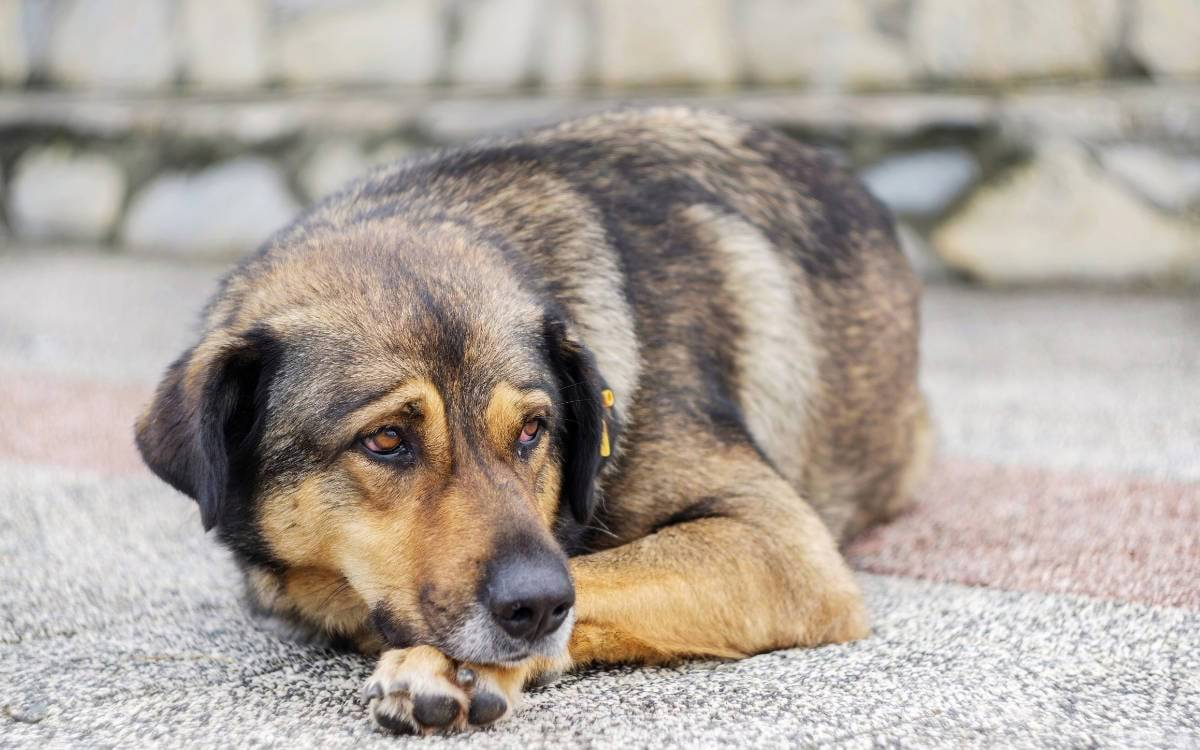 Bill allowing euthanasia of stray dogs submitted to parliament