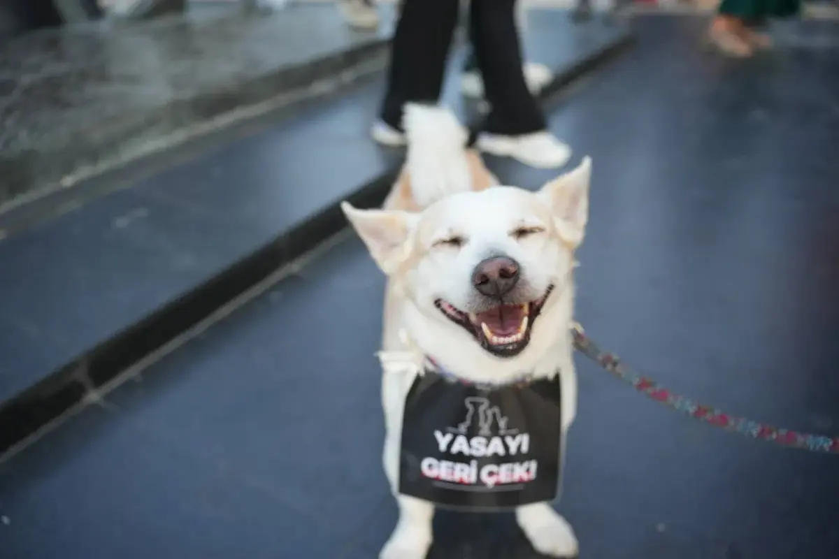 Yumaklı: Köpekleri öldürmeyen belediyecilere hapis cezası verilecek