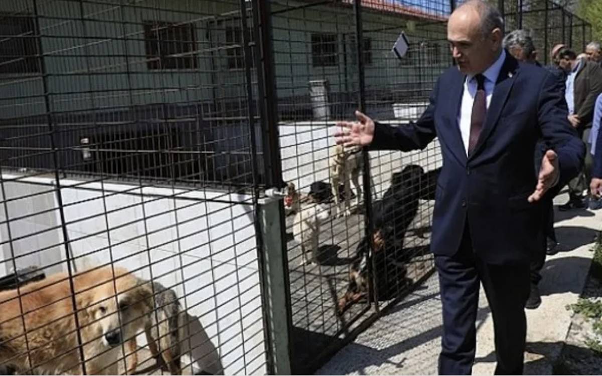 AKP'li Başkan Özlü: "Sokak hayvanları konusunda ne Bakanlık, ne belediyeler görevlerini yaptı"