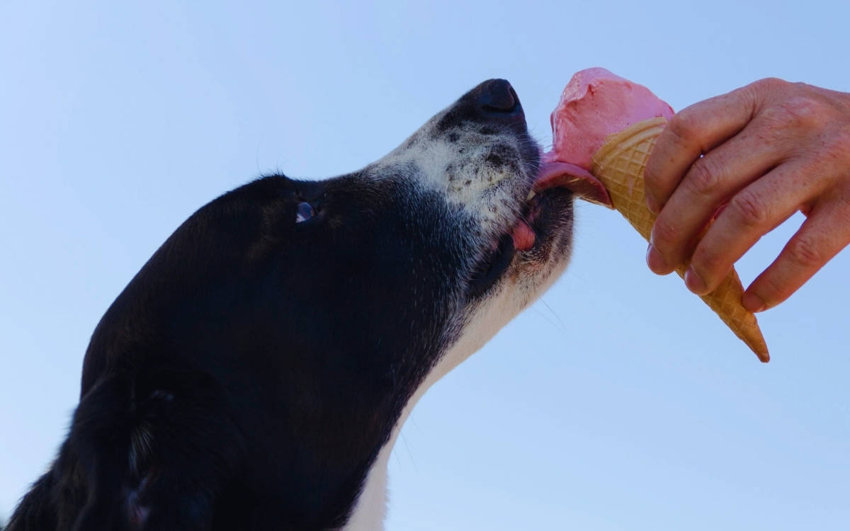 Dondurma yalayan siyah bir köpek.