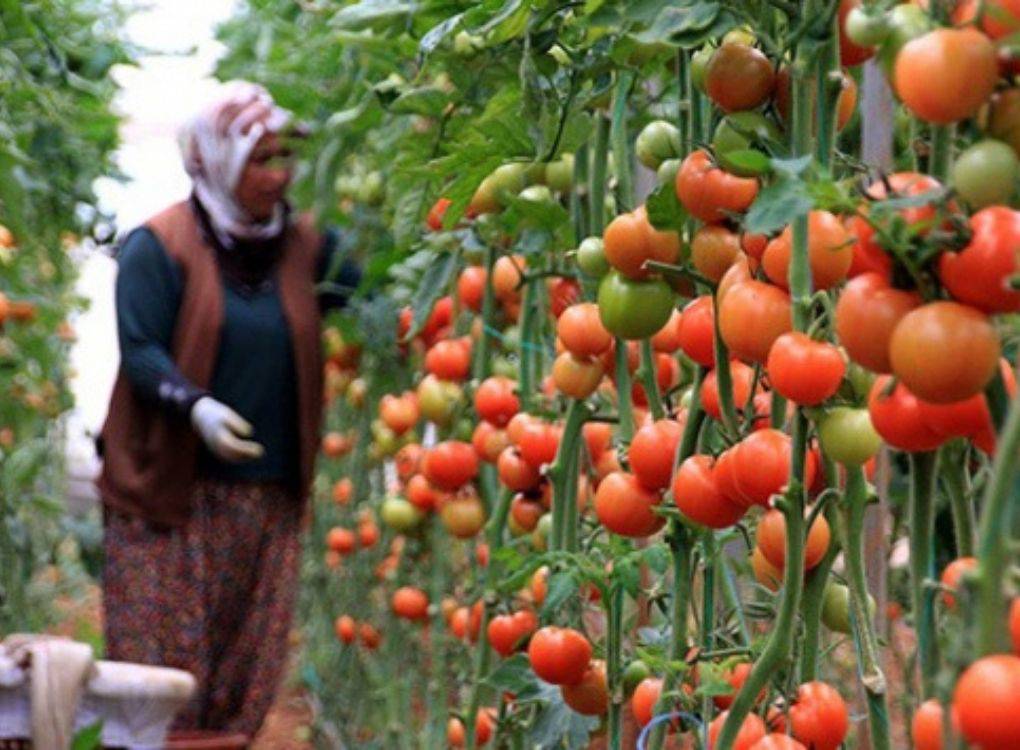 “Domates yetiştirmek özen istiyor, evde bir çocuğa bakmışın gibi”