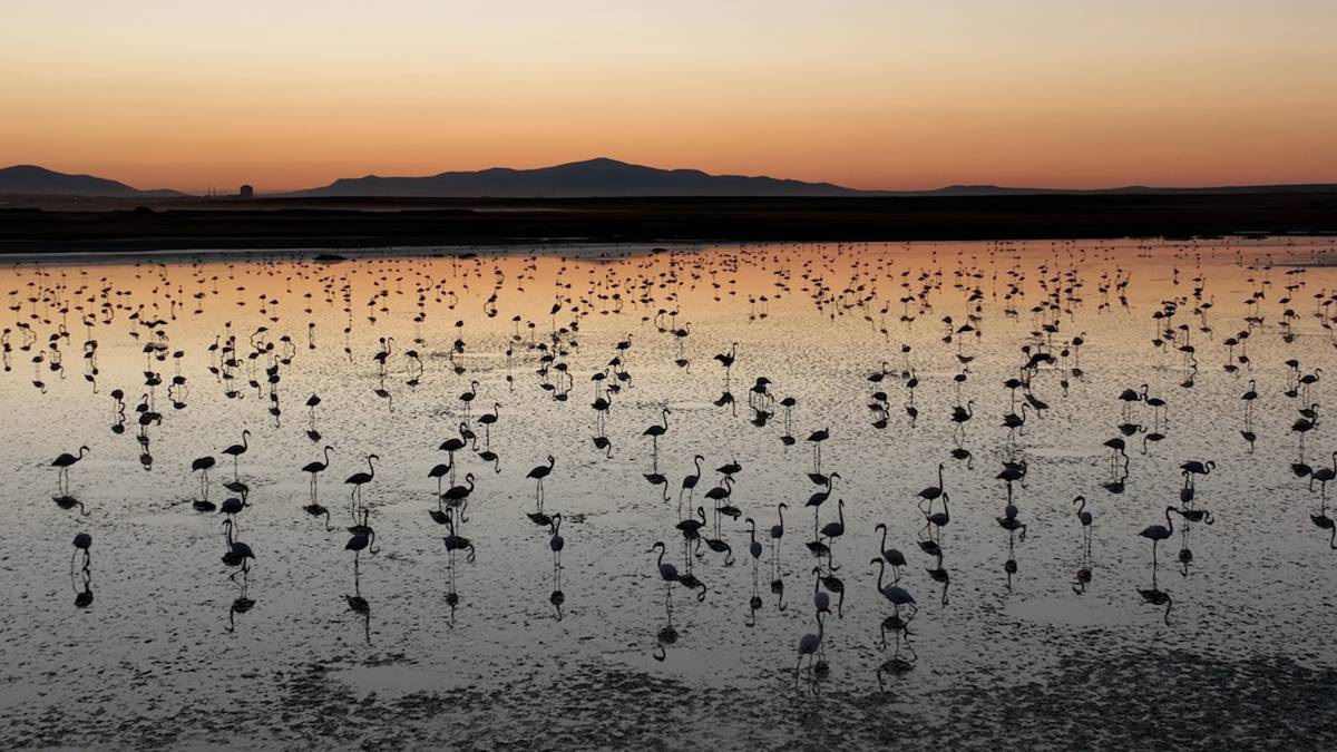 Tuz Gölü'nde bu yıl toplu flamingo ölümü olmadı