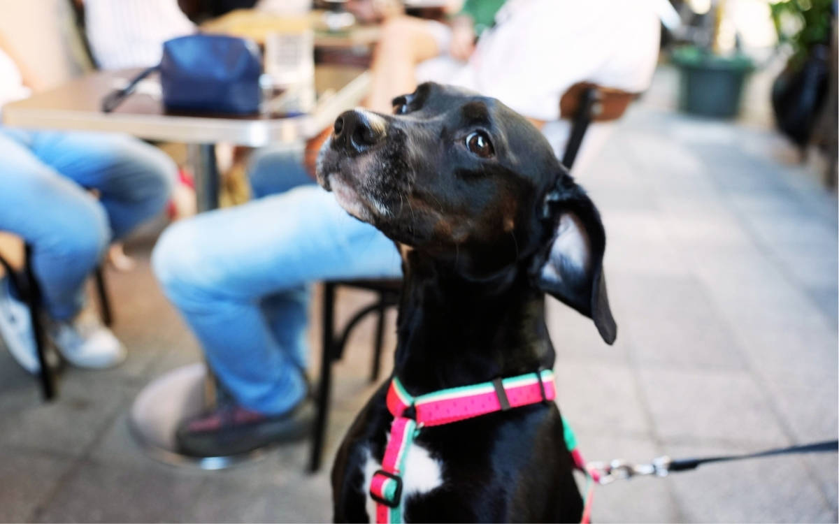 'Dünya Köpek Günü' kutlu olsun