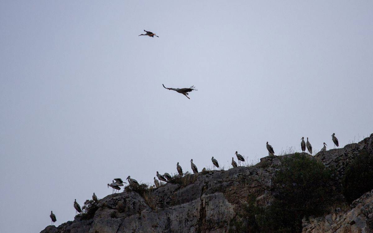 Bu fotoğrafta, bir kayalık üzerinde toplanmış birçok leylek görülüyor. Leylekler, kayalığın kenarına dizilmiş halde duruyorlar. İki leylek ise gökyüzünde süzülerek uçuyor. Gökyüzü bulutsuz ve mavi renkte, ancak gün batımı veya gün doğumu sırasında çekilmiş olabilir, çünkü hava biraz karanlık görünüyor.  Leyleklerin toplu halde bir arada bulunması, muhtemelen göç yolculuğuna hazırlık yaptıklarını veya göç sırasında bir mola verdiklerini gösteriyor. Kayalık alan, doğal bir yaşam alanını temsil ediyor ve leyleklerin dinlenmesi için ideal bir yer sağlıyor gibi görünüyor. Fotoğraf, doğanın ve vahşi yaşamın güzelliğini vurguluyor, özellikle de göç eden leyleklerin etkileyici görüntüsünü yakalamış.