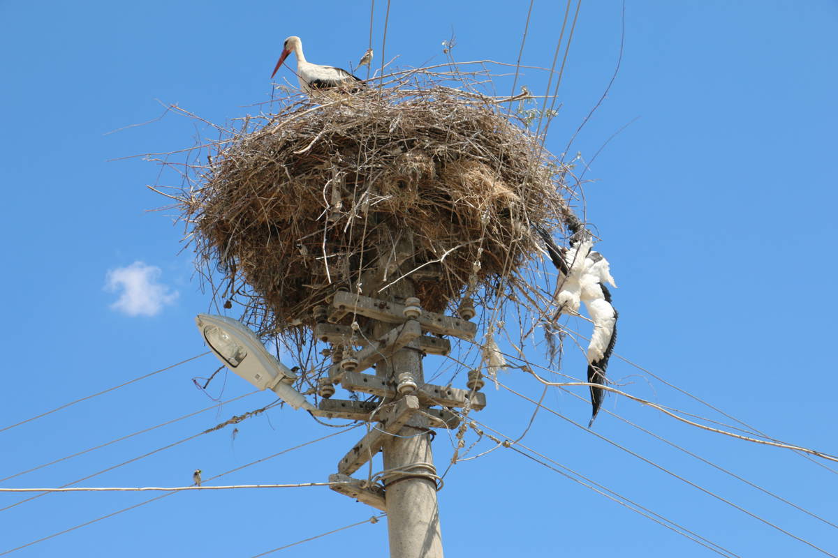 No action taken on electric pole that has 'killed hundreds of storks' in İstanbul