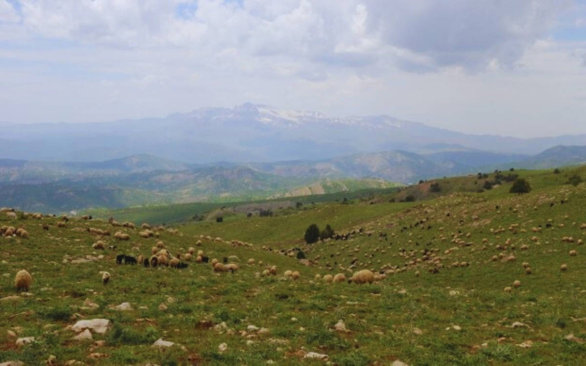 Li Sêrtê koçer û şivan hatin desteserkirin