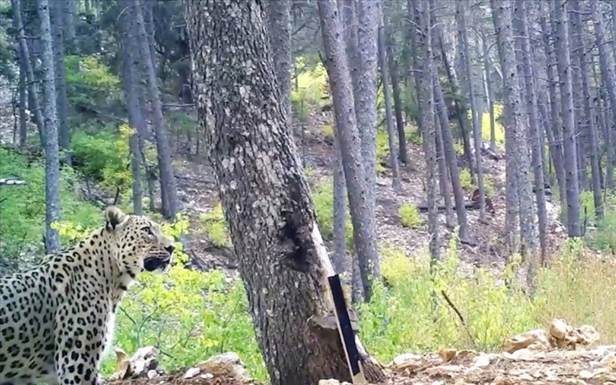 Bakan Yumaklı, nadir görülen Anadolu leoparının görüntülerini paylaştı