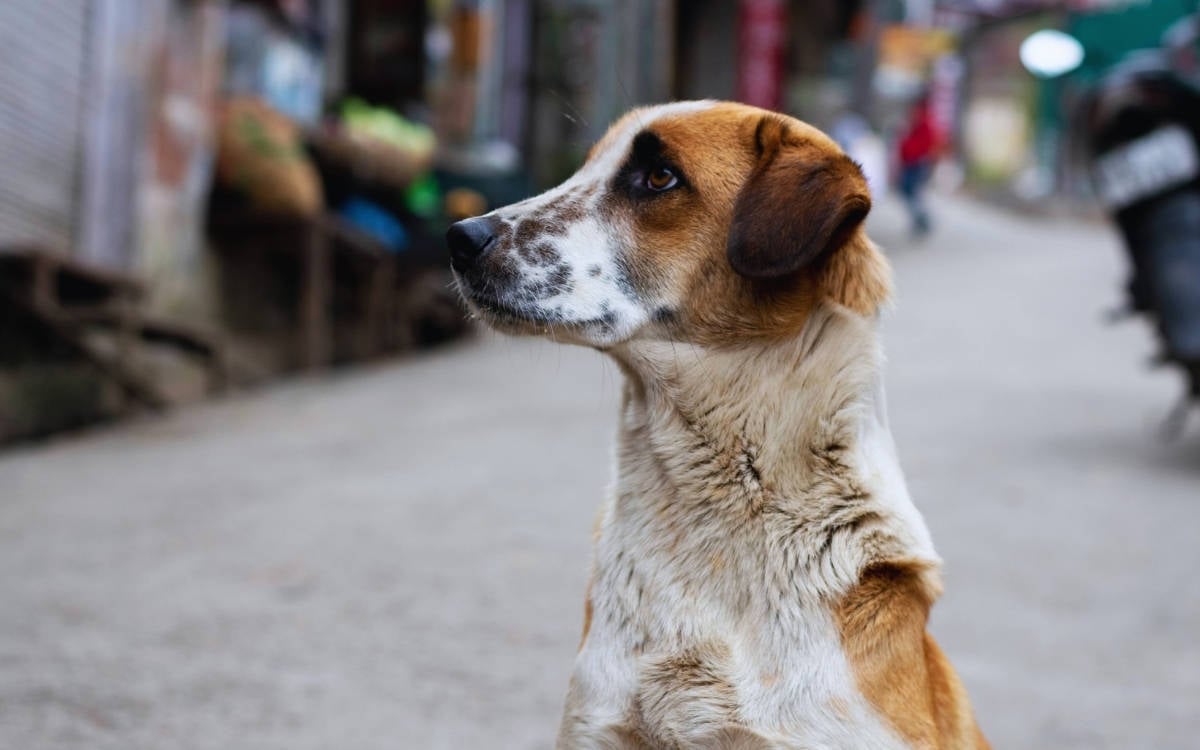 Turkish ministry orders municipalities to collect stray animals