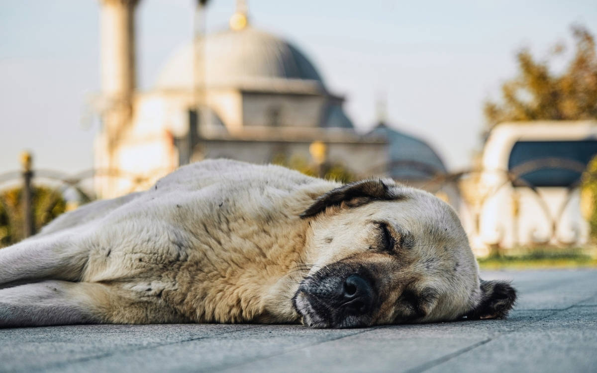 AYM, 7 Mayıs'ta sokaktaki hayvanlarla ilgili düzenlemenin iptalini görüşecek