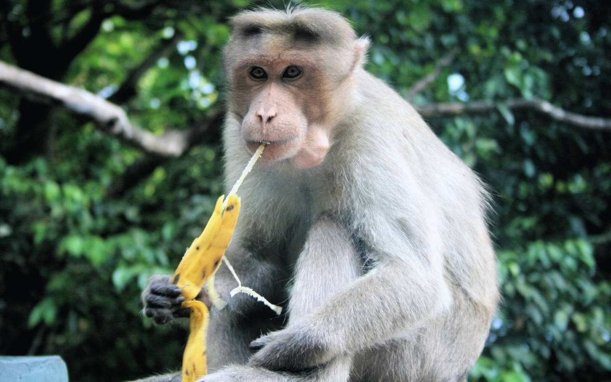 İklim krizi muzun geleceğini tehdit ediyor