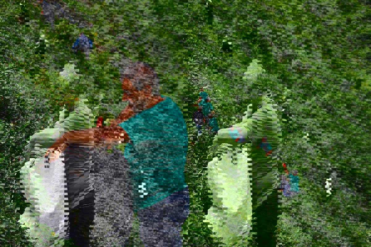 Çay toplama sırasında Çervatoğlu