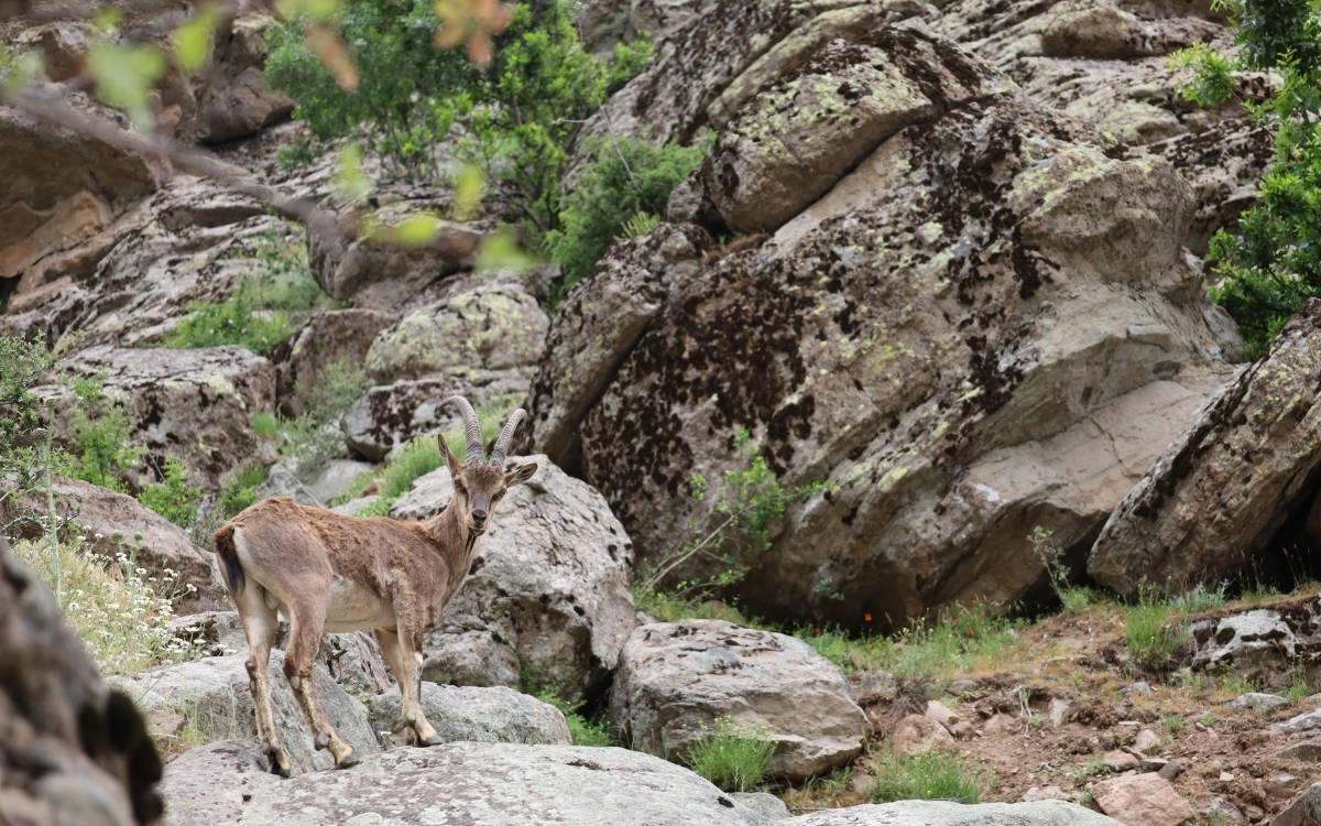 Dersim'in dağ keçileri, avlanma tehdidiyle karşı karşıya