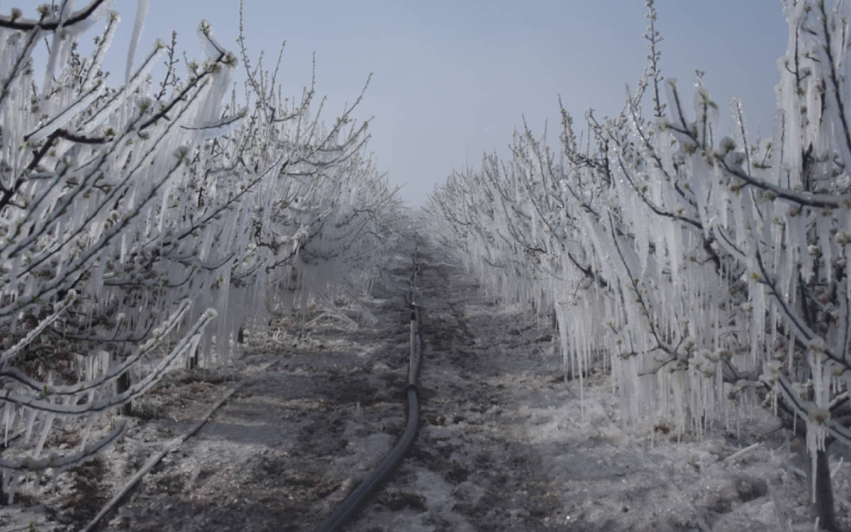 Frost disaster in agriculture causes 21 billion TL in damages