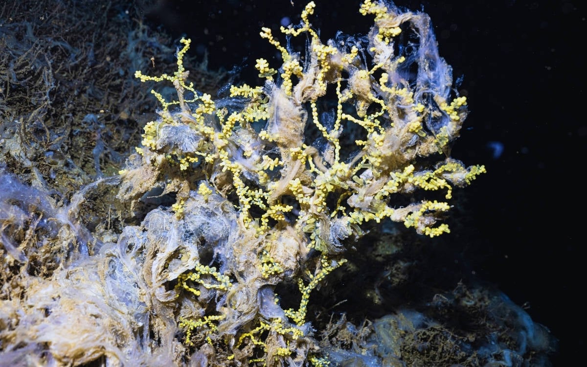 Mucilage begins to cover coral reefs in the Sea of Marmara