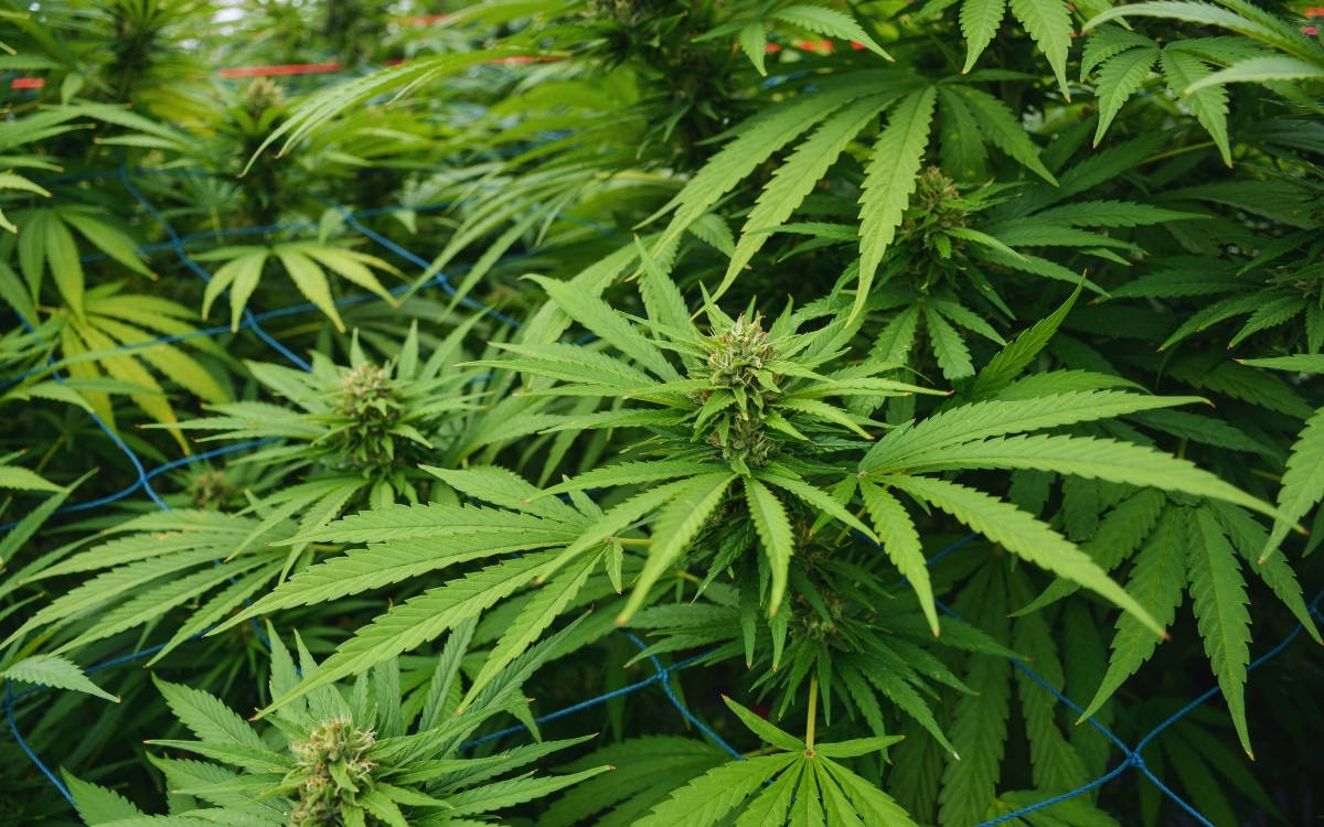 Diyarbakır'da 12 milyon kök kenevir ve skunk ele geçirildi