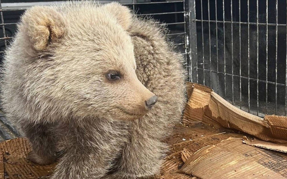 Exhausted bear cub rescued in Erzurum