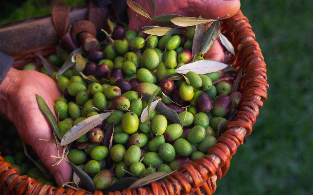Coğrafi işaretli Derik zeytini kuraklık tehdidi altında