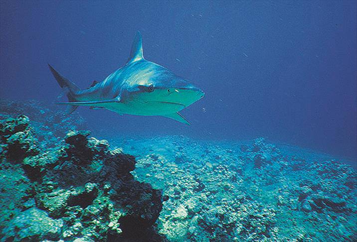 Spike in shark sightings in Marmara Sea linked to plunging deep-sea oxygen levels