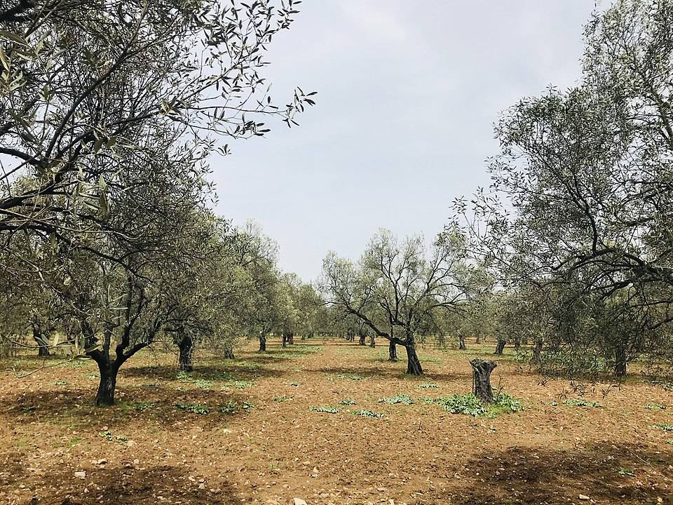 Turkey prepares to open olive groves for mining to ‘feed power plants’