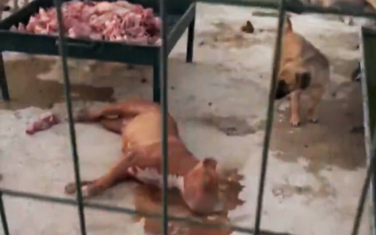 İki köpeğin öldürülmesiyle ilgili Suruç Belediyesi’nden açıklama