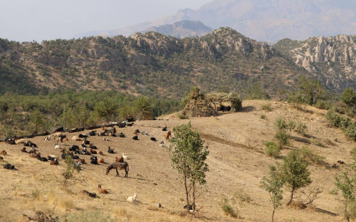 Walîtiya Şirnexê ji bo talankirina xwezayê ketina daristanan qedexe kir