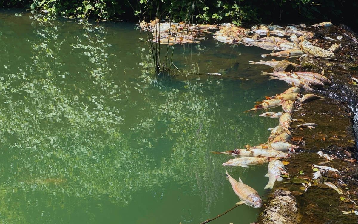 Bartın’da toplu balık ölümlerine ilişkin inceleme