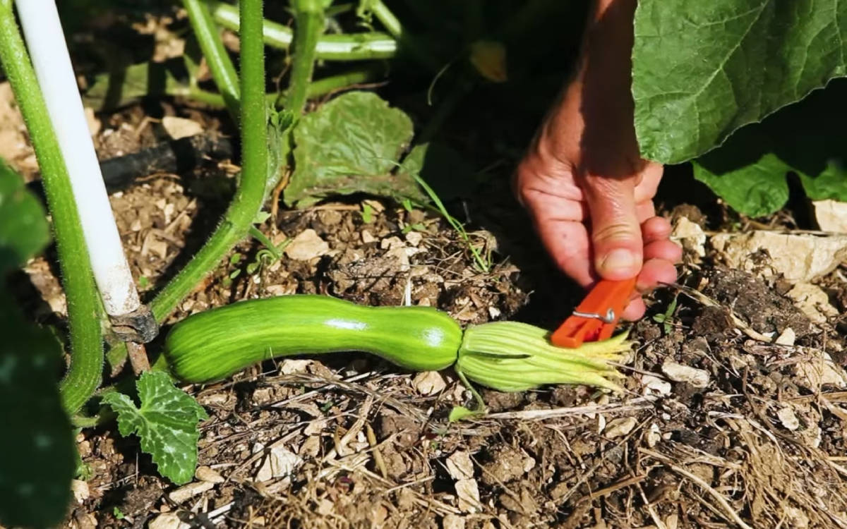 Tohumdan Tohuma: Gıda egemenliği için 40 filmlik belgesel serisi