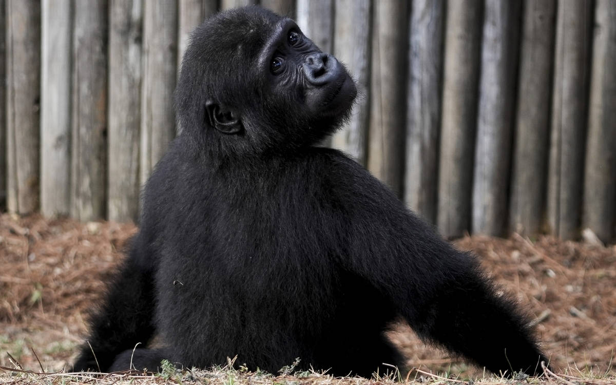 Baby gorilla rescued in İstanbul Airport to be returned to Nigeria