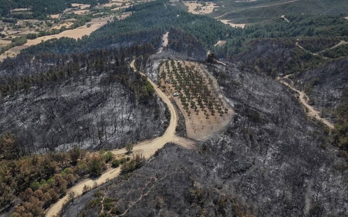 Çanakkale’deki orman yangını 150 ağaçlık zeytinliği teğet geçti