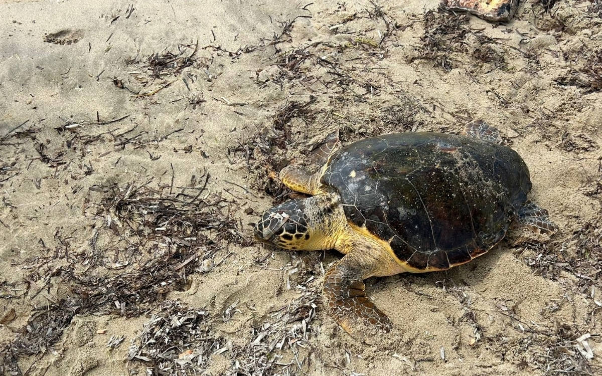 Edirne’de yaralı bulunan caretta caretta tedaviye alındı