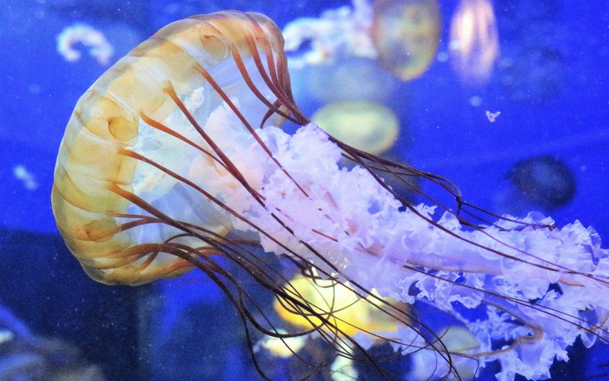 Denizanaları Fransa’da bir nükleer santrali daha devre dışı bıraktı