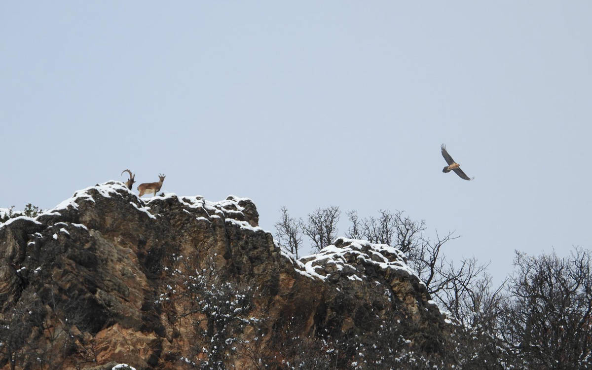 Dersim’de kuşların peşinde
