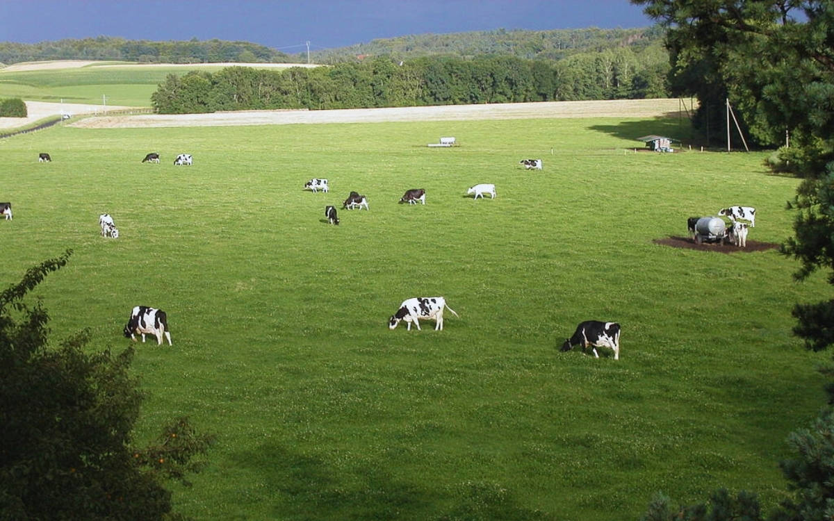 Seymen Merası’nda kuvars kum ocağı için ÇED süreci başladı