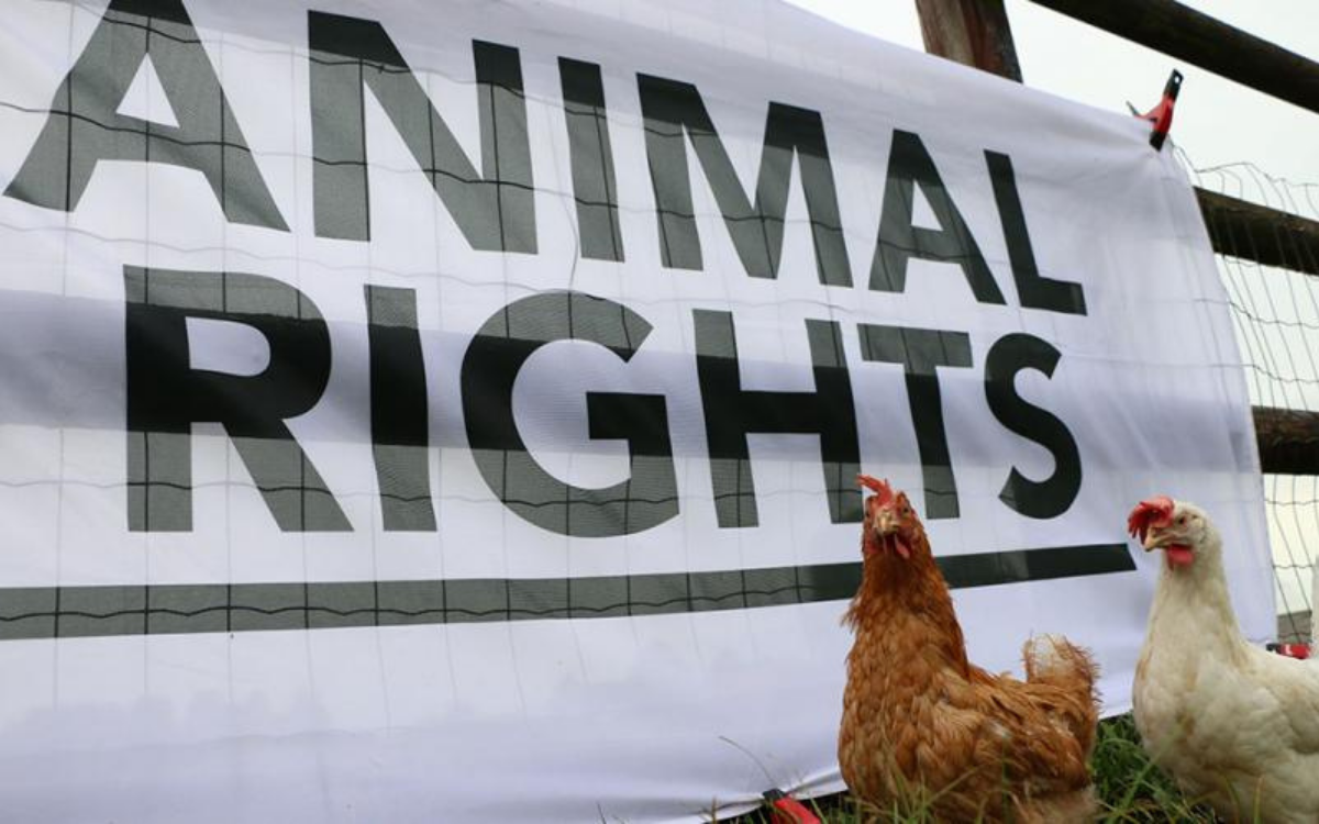 Veteriner hekimlerden çağrı: Her canlının yaşam hakkı var