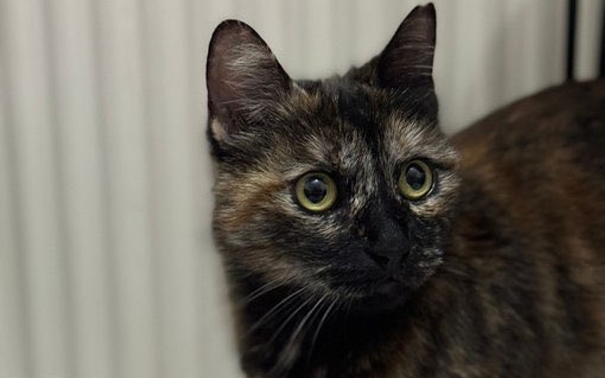 Cezve'nin failine üst sınırdan hapis cezası