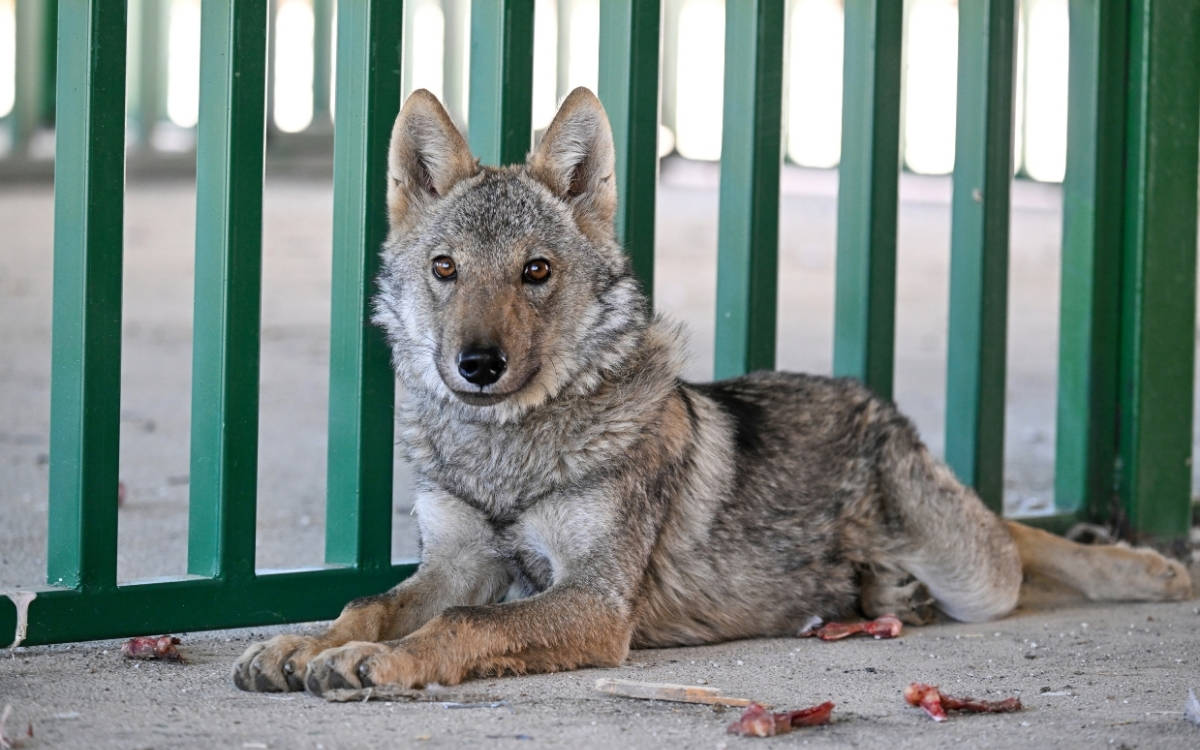 Man fined for chaining wolf outside his home in eastern Turkey; animal taken into protection